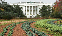 White House Vegetable Garden