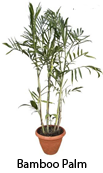 Bamboo Palm