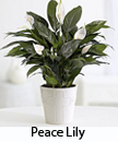 Peace Lily