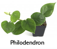 Phelodendron