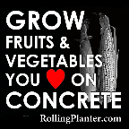 Grow fruits and vegetables you love on concrete, RollingPlanter.com rolling planter